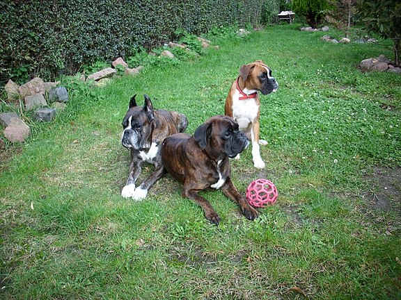 Rocco-Toni-Jona_2009.jpg  