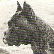 boxer-2-ayke-vom-gruenen-hang.jpg  