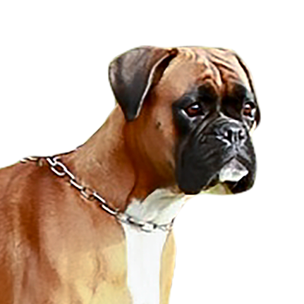 ayke-head.png  