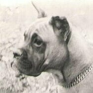 boxer-1-rott-von-der-boxerburg.jpg  
