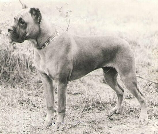 boxer-1-rott-von-der-boxerburg.jpg