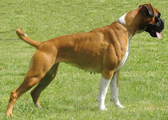 boxer-jona-vom-zeidlerschuetz.jpg