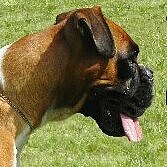 boxer-jona-vom-zeidlerschuetz.jpg