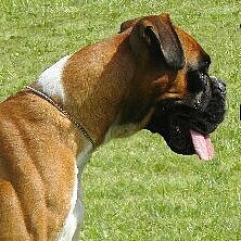 boxer-jona-vom-zeidlerschuetz.jpg  