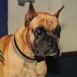 boxer-3-xanto-vom-zorenapel.jpg  