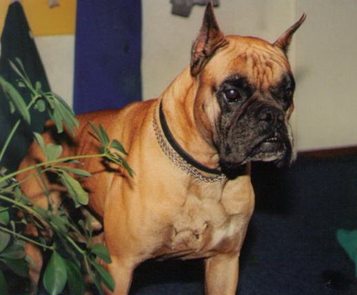 boxer-3-xanto-vom-zorenapel.jpg