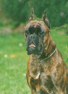 boxer-5-vincent-di-casa-lucrezia.jpg